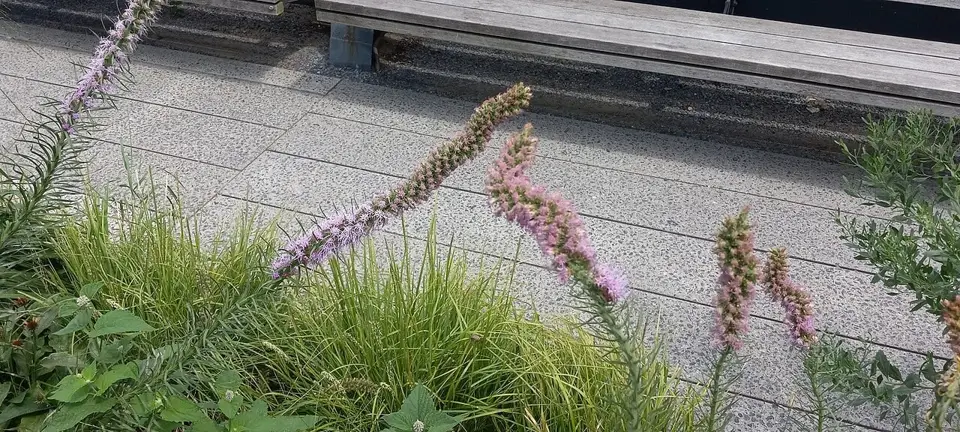 Flowering grasses beside the walkway and bench on the High Line